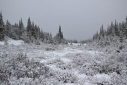 Early Snow in Colorado